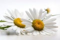 two white daisies with yellow centers on a white surface Royalty Free Stock Photo