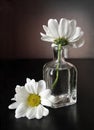 Two white daisy flowers