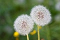 Two white dandelions