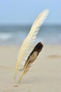 Two white and dark seagull bird feathers uprigt in the sand on a beach