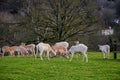 Two white deer fight with their antlers touching in the park Royalty Free Stock Photo