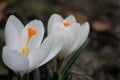 Two white delicate crocus flowers. Close-up. Royalty Free Stock Photo