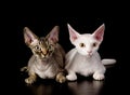 Two white devon rex cats. isolated on dark background