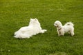 Two white dogs Royalty Free Stock Photo