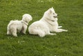 Two white dogs Royalty Free Stock Photo