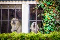 Two white dogs in an ivy framed window guarding and barking at what they see outside Royalty Free Stock Photo