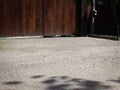 Two white dogs lying and looking through a crack under the fence Royalty Free Stock Photo