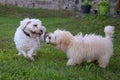 Two white dogs play in herbs