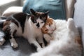 Two white domestic cats sleep together on a sofa