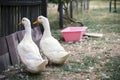 Two white domestic ducks