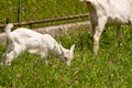 Two white domestic goat grazing Royalty Free Stock Photo