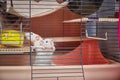 Two white domestic Siamese rats in a cage.