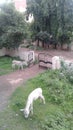 Two white donkeys with green grass