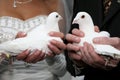 Two white dove in the hands of the bride and groom close up Royalty Free Stock Photo