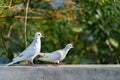 Two white dove walking on wall Royalty Free Stock Photo