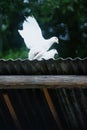 Two white doves Royalty Free Stock Photo