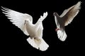 Two white doves fly on a black background Royalty Free Stock Photo