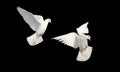 two white doves flying on a black background Royalty Free Stock Photo