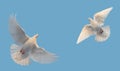 two white doves flying on blue sky Royalty Free Stock Photo