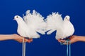 Two white doves in hand, a symbol of peace and love on a blue background Royalty Free Stock Photo