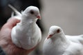 Two white doves in hand Royalty Free Stock Photo