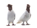 Two white doves isolated Royalty Free Stock Photo