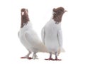 Two white doves isolated Royalty Free Stock Photo