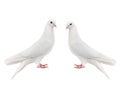 Two white doves isolated on a white Royalty Free Stock Photo