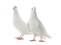 Two white doves isolated on a white Royalty Free Stock Photo