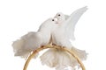 Two white doves kissing and hugging