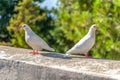 Two white pigeons with red beaks Royalty Free Stock Photo