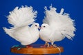 Two white doves sit on the boardwalk on a blue background, a symbol love Royalty Free Stock Photo