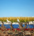 Two white doves sits on destroyed concrete wall painted in russian colors, yellow wheat fields with blue sky, concept of Ukraine Royalty Free Stock Photo