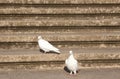 Two white doves sitting on old stairs