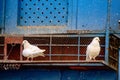 Two white doves are sitting on a rusty dovecote Royalty Free Stock Photo