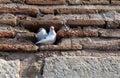 Two white doves in a slot of brick wall Royalty Free Stock Photo
