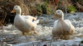 Two White Ducks Playing in a Stream Royalty Free Stock Photo