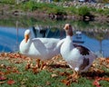 2 White ducks surrounded by fallen leaves in fall sun 1 Royalty Free Stock Photo