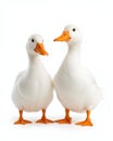 Two white ducks with orange beaks and feet stand side by side on a white background Royalty Free Stock Photo