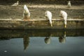 Two white ducks drinking water standing on the edge of the pond Royalty Free Stock Photo