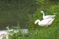Two white ducks at the edge of a pond Royalty Free Stock Photo