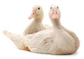 Two white ducks Royalty Free Stock Photo