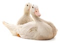 Two white ducks Royalty Free Stock Photo