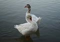 Two white ducks Royalty Free Stock Photo