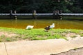 Two white ducks and one brown duck standing on the banks of the lake surrounded by lush green grass Royalty Free Stock Photo