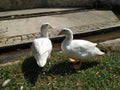 Two white ducks, outdoor in park near a water canal. Royalty Free Stock Photo