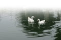 Two white ducks on a pond in winter Royalty Free Stock Photo