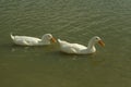 Two white ducks swimming on a farm pond. Royalty Free Stock Photo