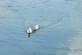 Two white ducks are swimming Royalty Free Stock Photo