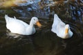 Two ducks in the water looking for food Royalty Free Stock Photo